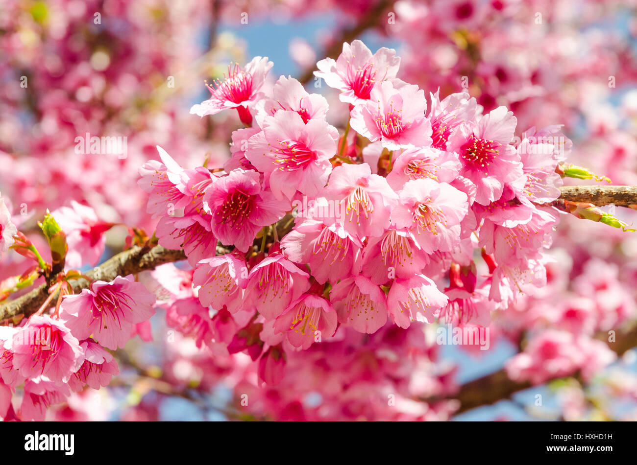 Japanese sakura cherry blossom with soft focus on blue sky Stock Photo ...