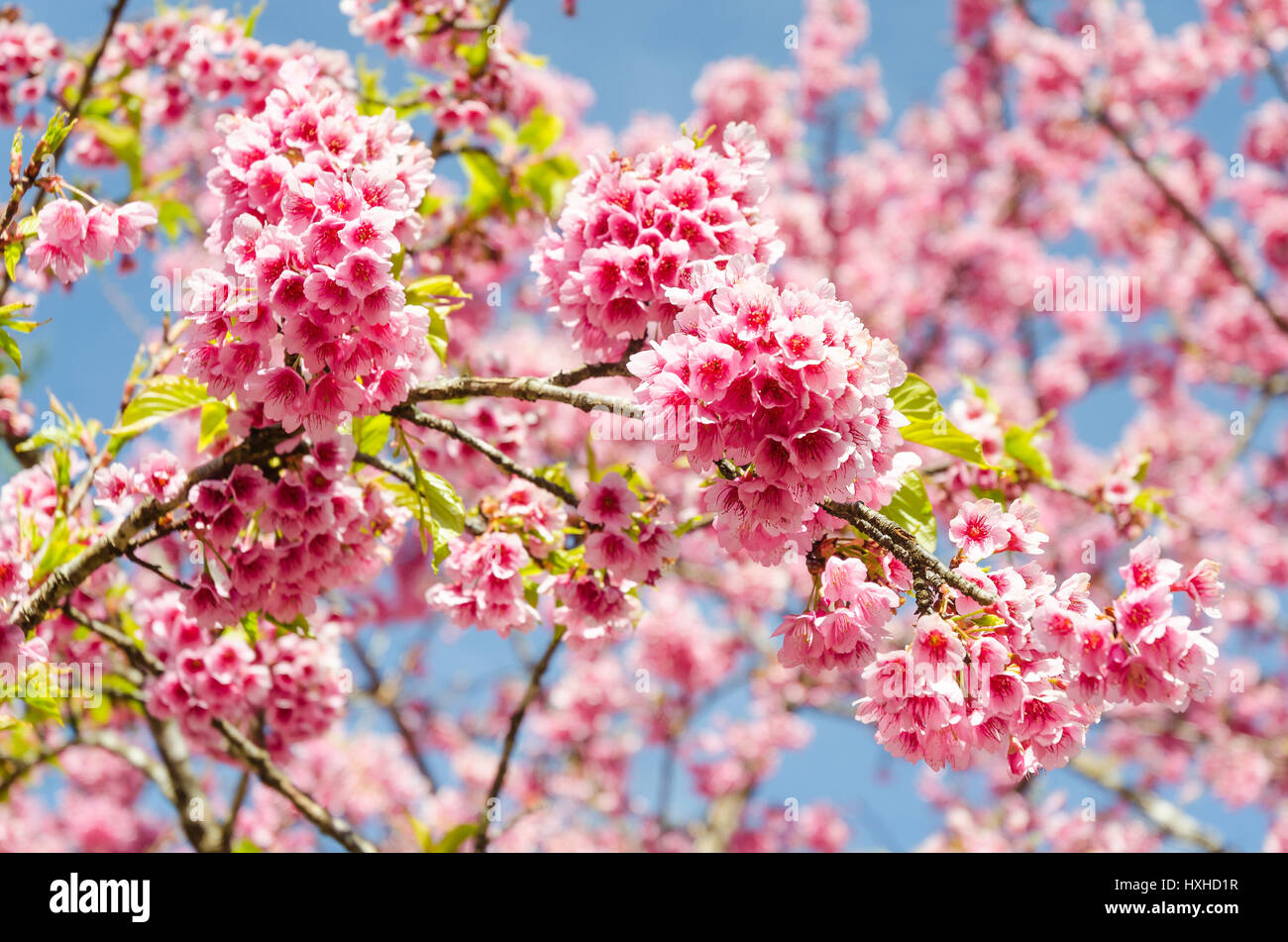 Japanese sakura cherry blossom with soft focus on blue sky Stock Photo ...