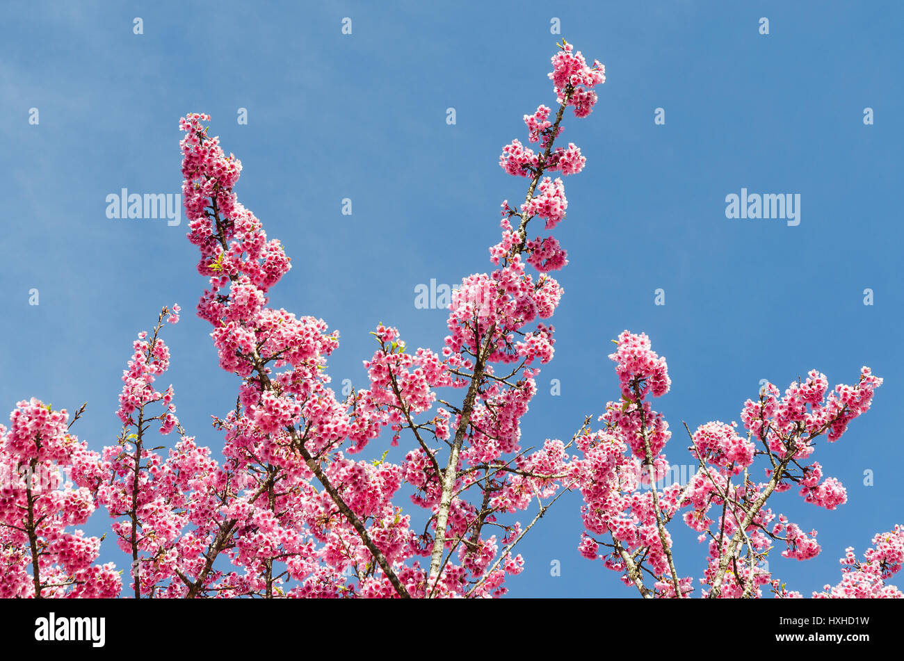 Japanese sakura cherry blossom with soft focus on blue sky Stock Photo ...