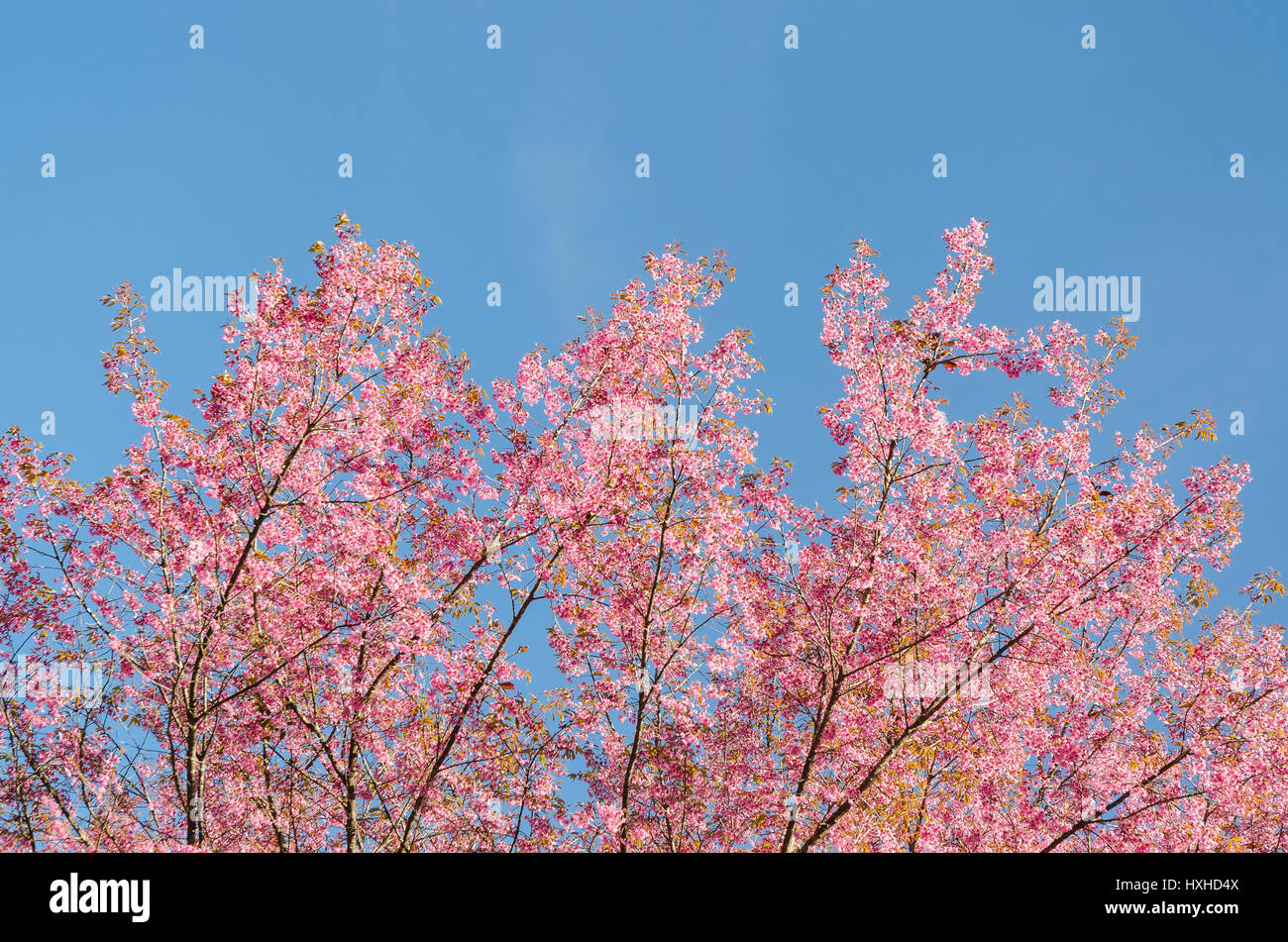 Japanese sakura cherry blossom with soft focus on blue sky Stock Photo ...