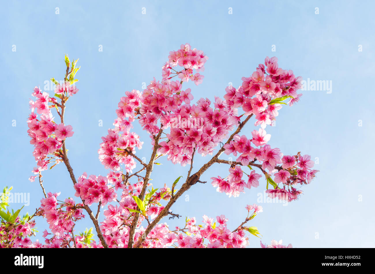 Japanese sakura cherry blossom with soft focus on blue sky Stock Photo ...