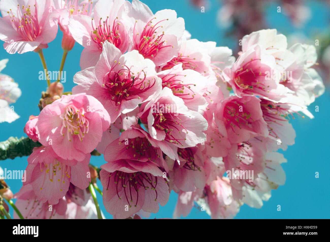 Japanese cherry blossom close hi-res stock photography and images