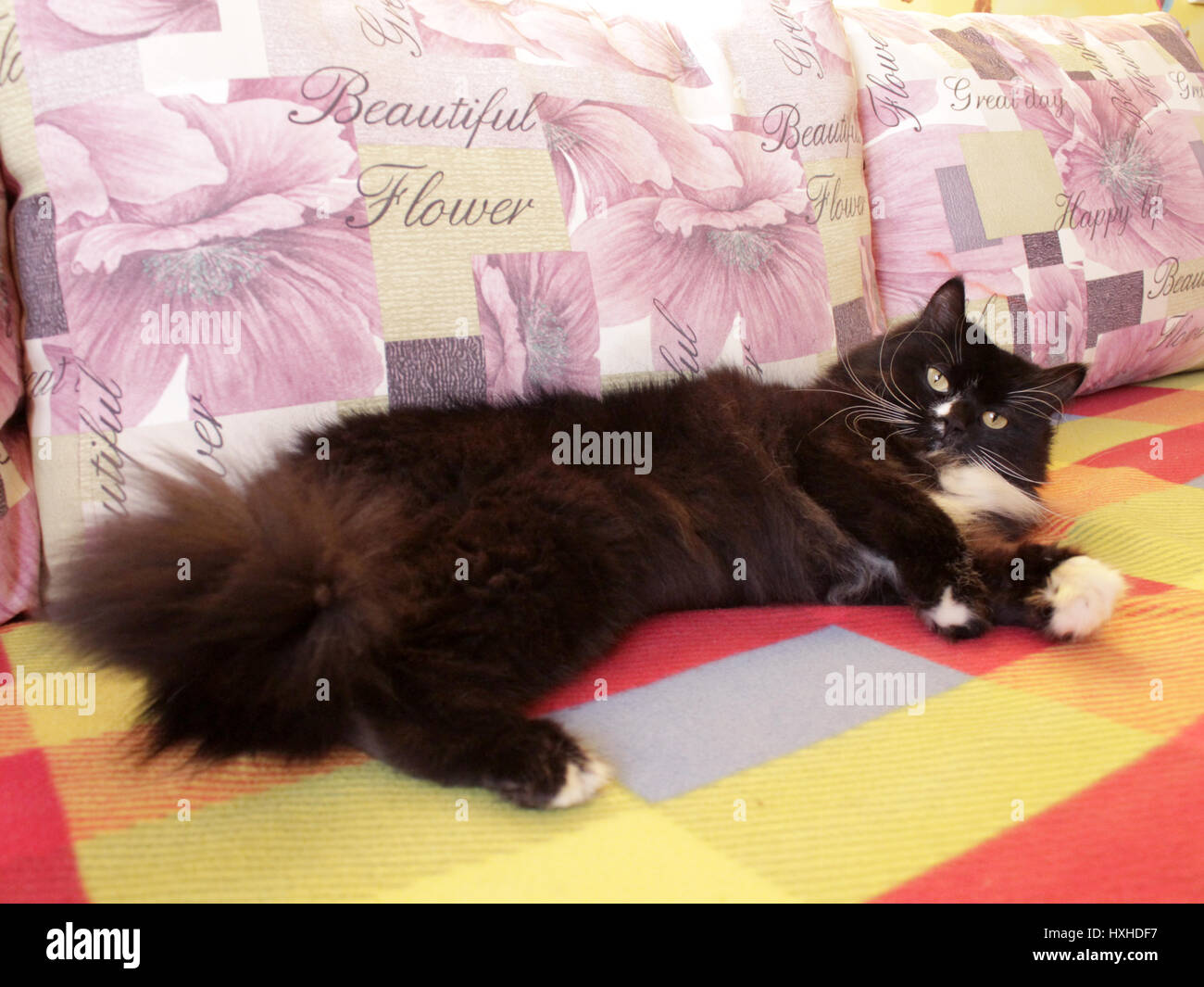 black cat sprawled on the colorful sofa Stock Photo