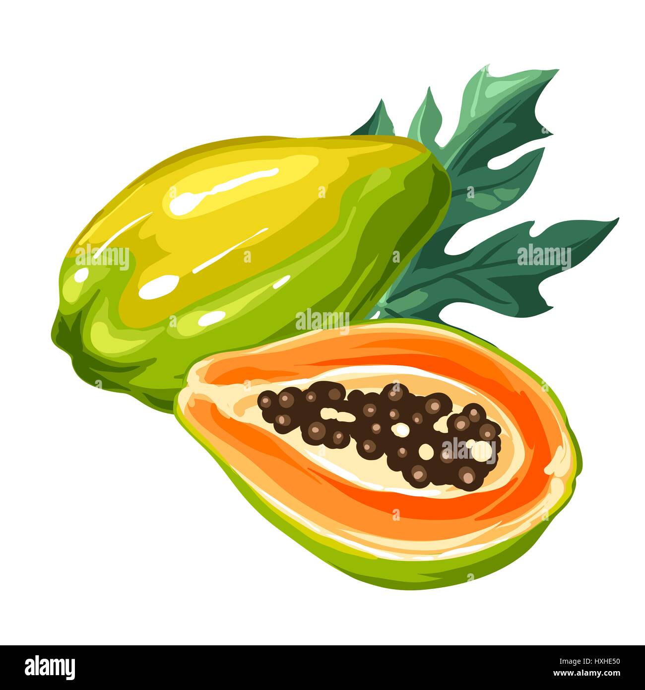 Papaya drawing hires stock photography and images Alamy