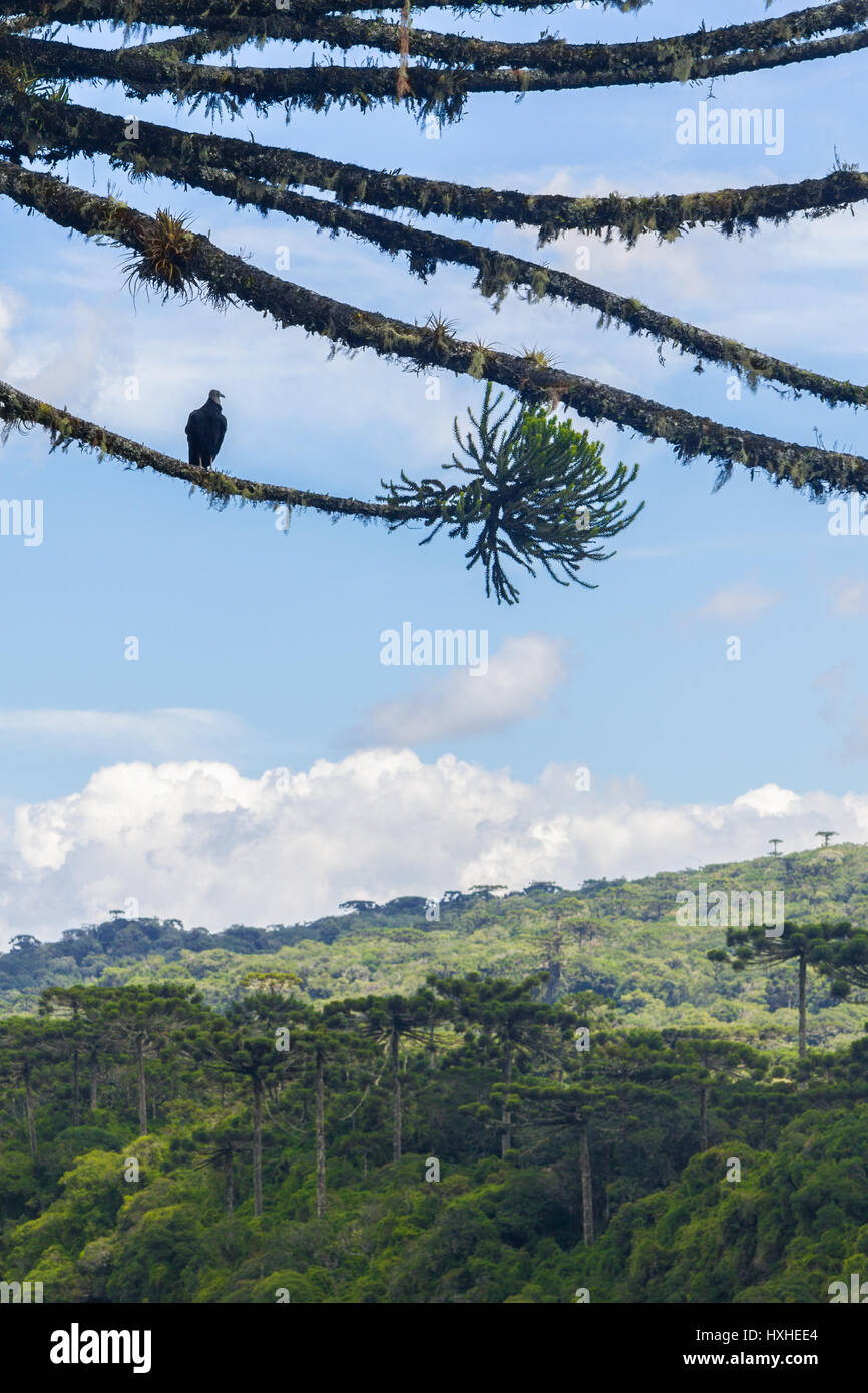 Vulture at an Araucaria angustifolia forest at Itaimbezinho Canyon, Cambara do Sul, Rio Grande do Sul, Brazil Stock Photo