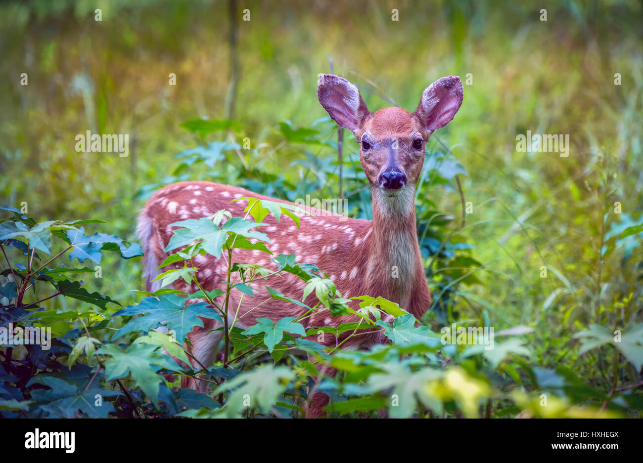 Young deer fawn hiding in a grassy meadow in Maryland Stock Photo