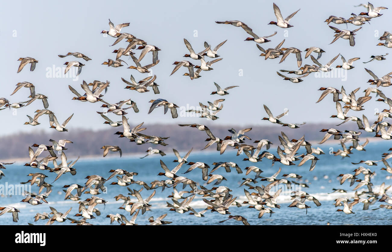 A Large flock of Canvas Back Ducks Flying Over the Chesapeake Bay in Maryland Stock Photo