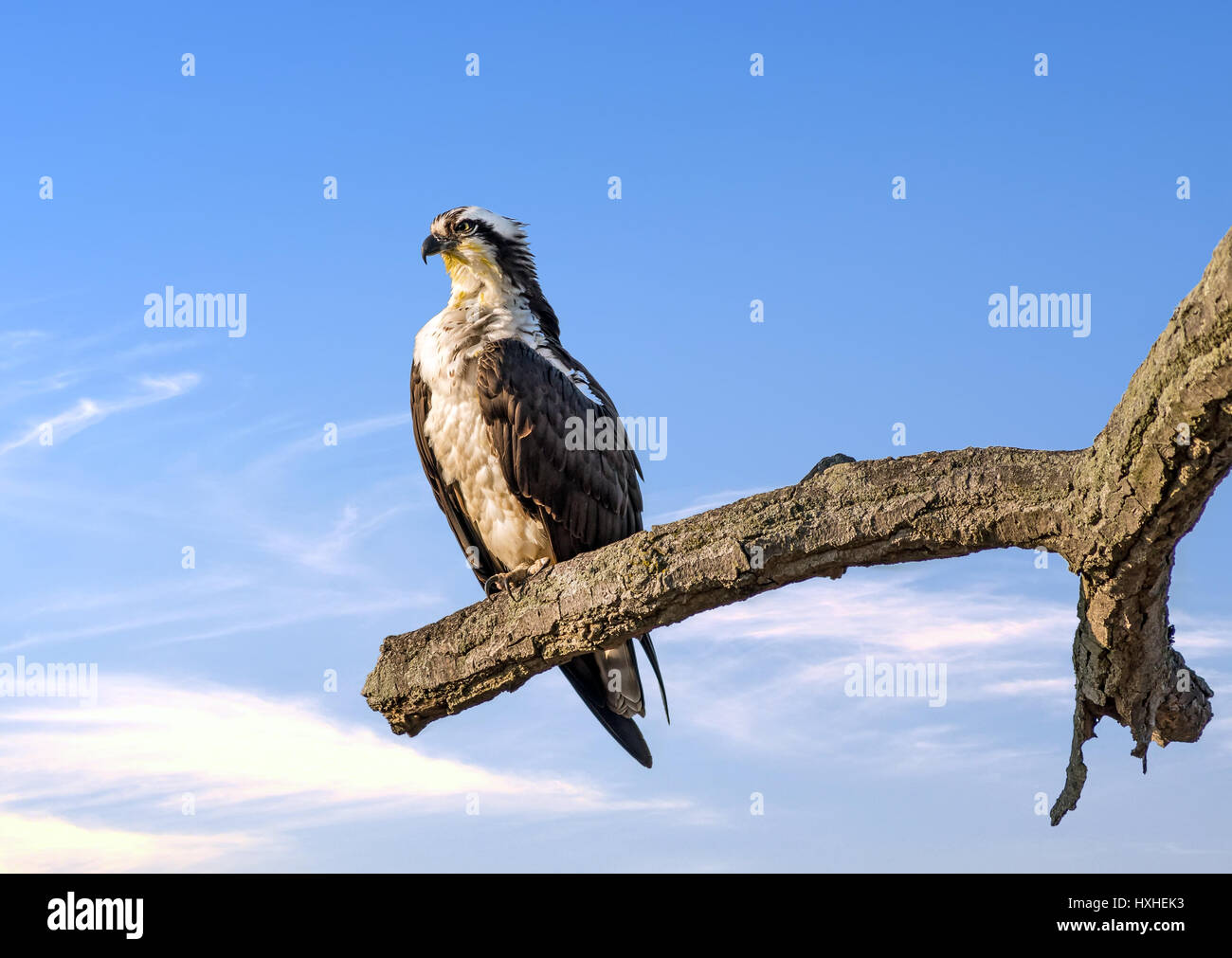 Osprey perched on a tree near sunset over the Chesapeake Bay in Maryland Stock Photo
