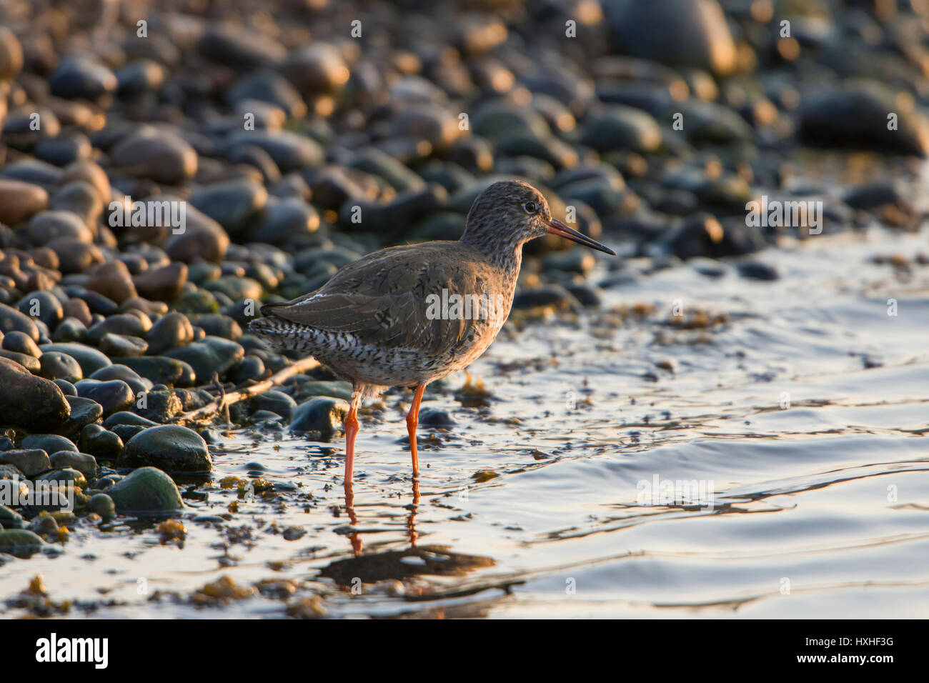 A Common Redshank (Tringa totanus) searching for food at waters edge in morning sun, Rye Harbour nature reserve, East Sussex, UK Stock Photo