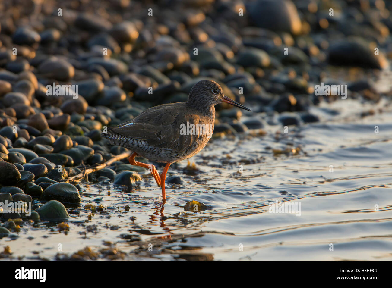 A Common Redshank (Tringa totanus) searching for food at waters edge in morning sun, Rye Harbour nature reserve, East Sussex, UK Stock Photo