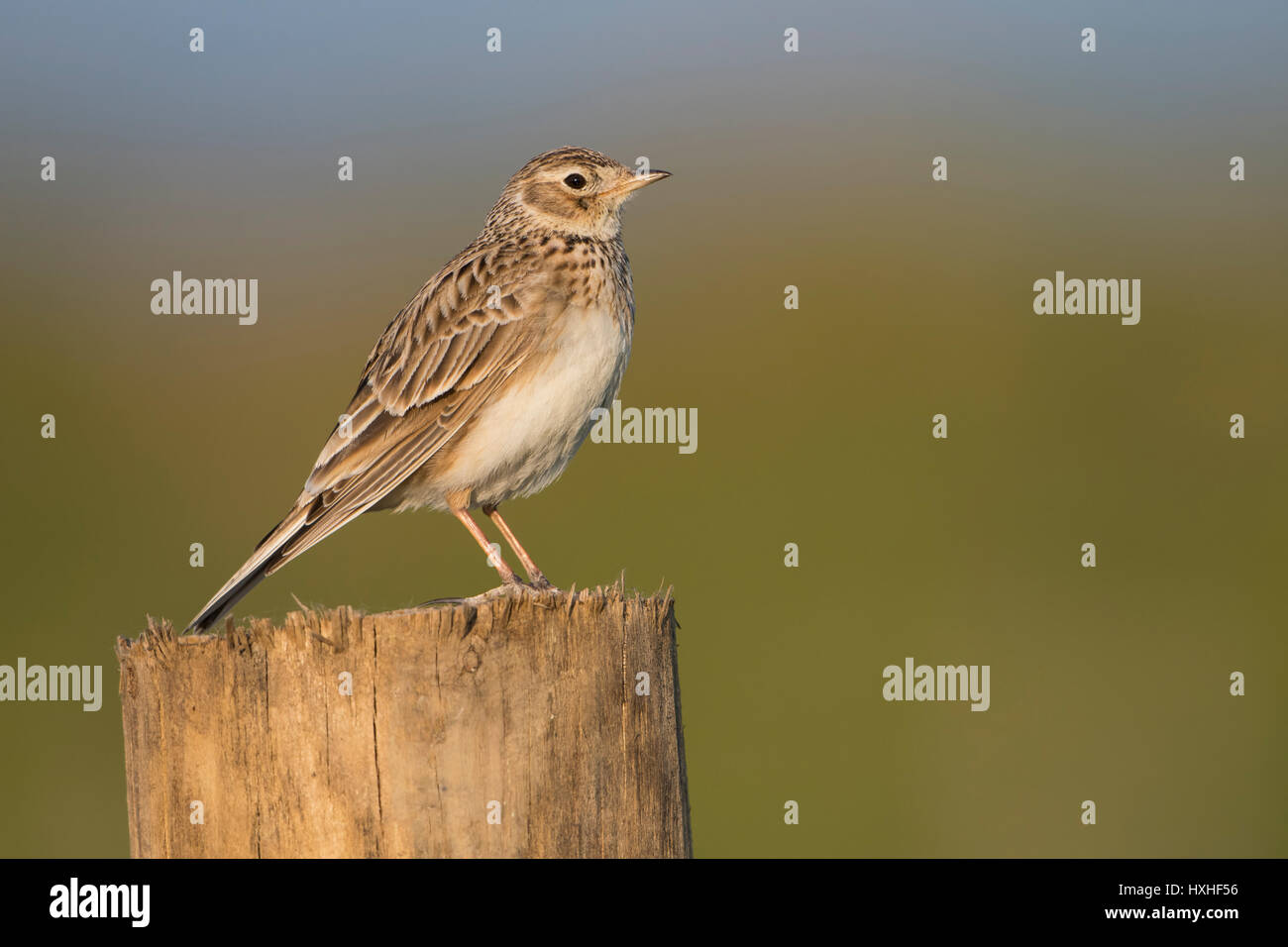 A Common Skylark (Aluada arvensis) perched on post in early morning light, Rye Harbour nature reserve, East Sussex, UK Stock Photo