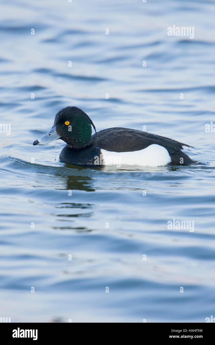 A male Tufted Duck (Aythya fuligula) swimming in blue water, Rye Harbour nature reserve, East Sussex, UK Stock Photo