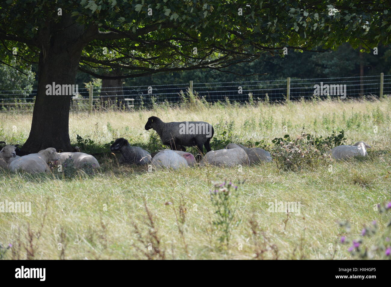 One sheep standing up with sleeping sheep surrounding it in a field under a tree Stock Photo