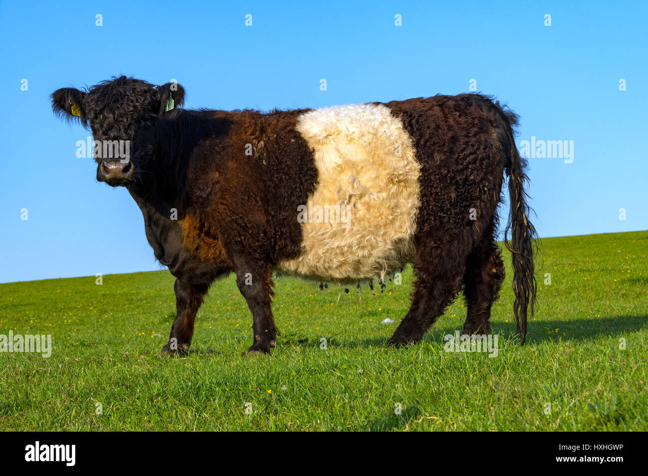 A Belted Galloway cow, near Portpatrick, Dumfries and Galloway, Scotland, UK Stock Photo