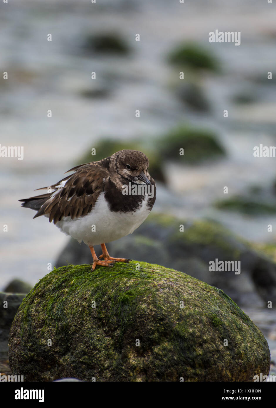 Turnstone in St Ives Stock Photo