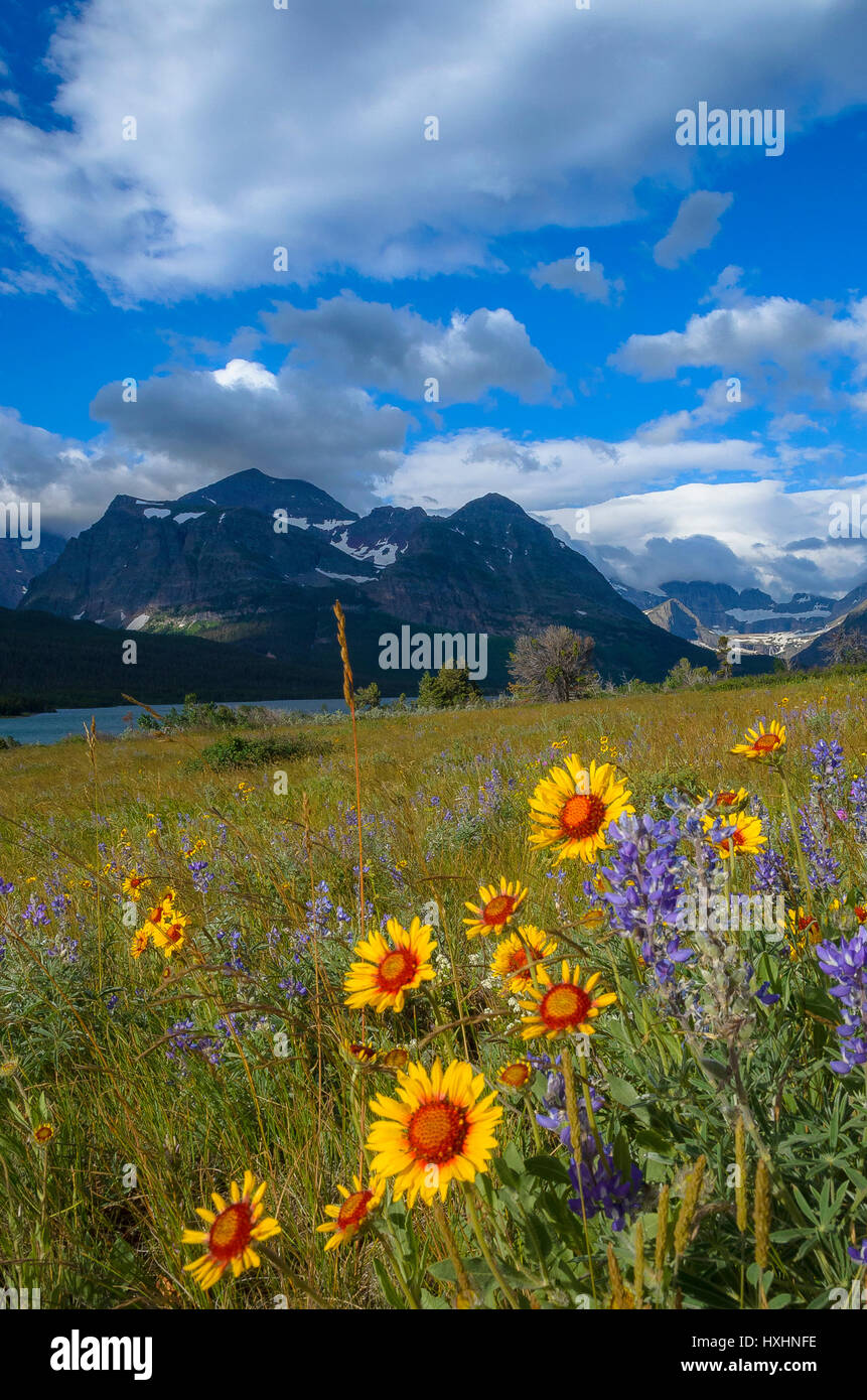 Prairie wildflowers, Blanket flower and lupine, Many Glacier area of Glacier National Park, Montana, USA Stock Photo