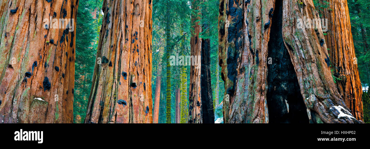 Giant Sequoia Trees (Sequoiadendron giganteum) at Sequoia National Park in winter, California, USA. Stock Photo