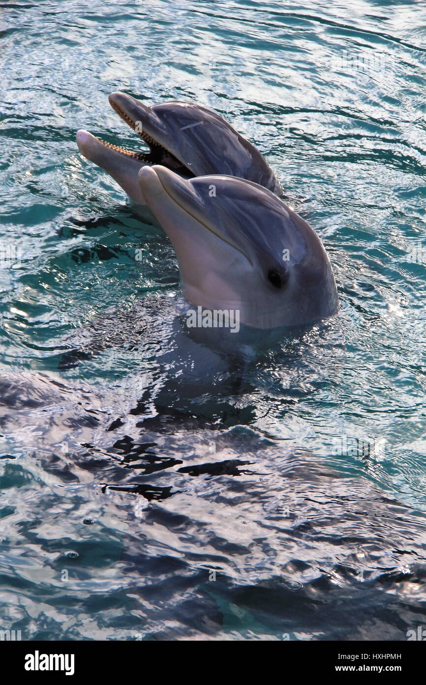 Dolphins in Dolphin Quest Bermuda Stock Photo