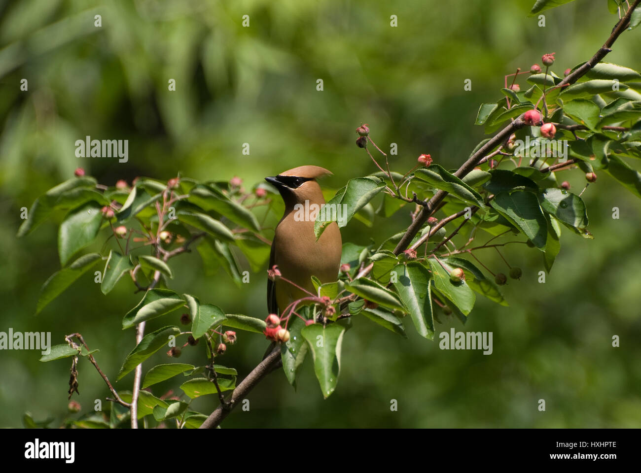 A Cedar Waxwing (Bombycilla cedrorum) perched in a Serviceberry tree. Stock Photo