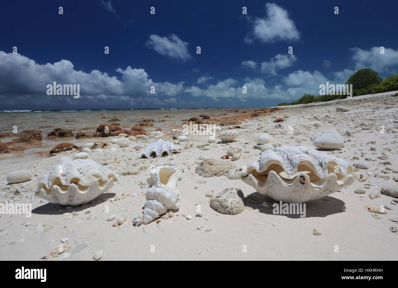 Natural shells on the tropical beach, Christmas Island, Kiribati Stock Photo