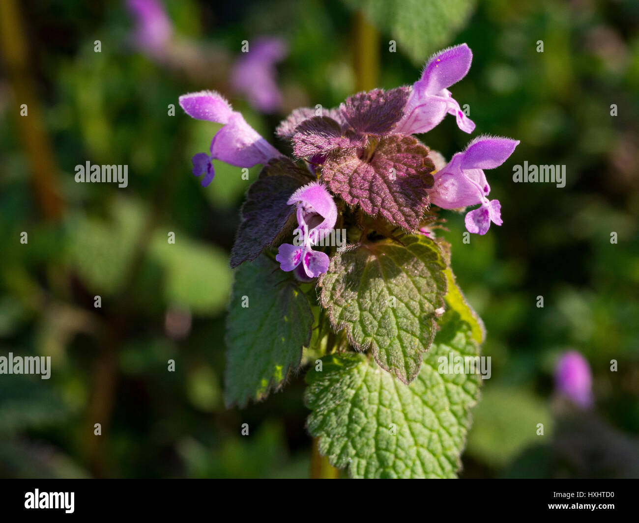 Lamium purpureum in flower at the beginning of spring Stock Photo