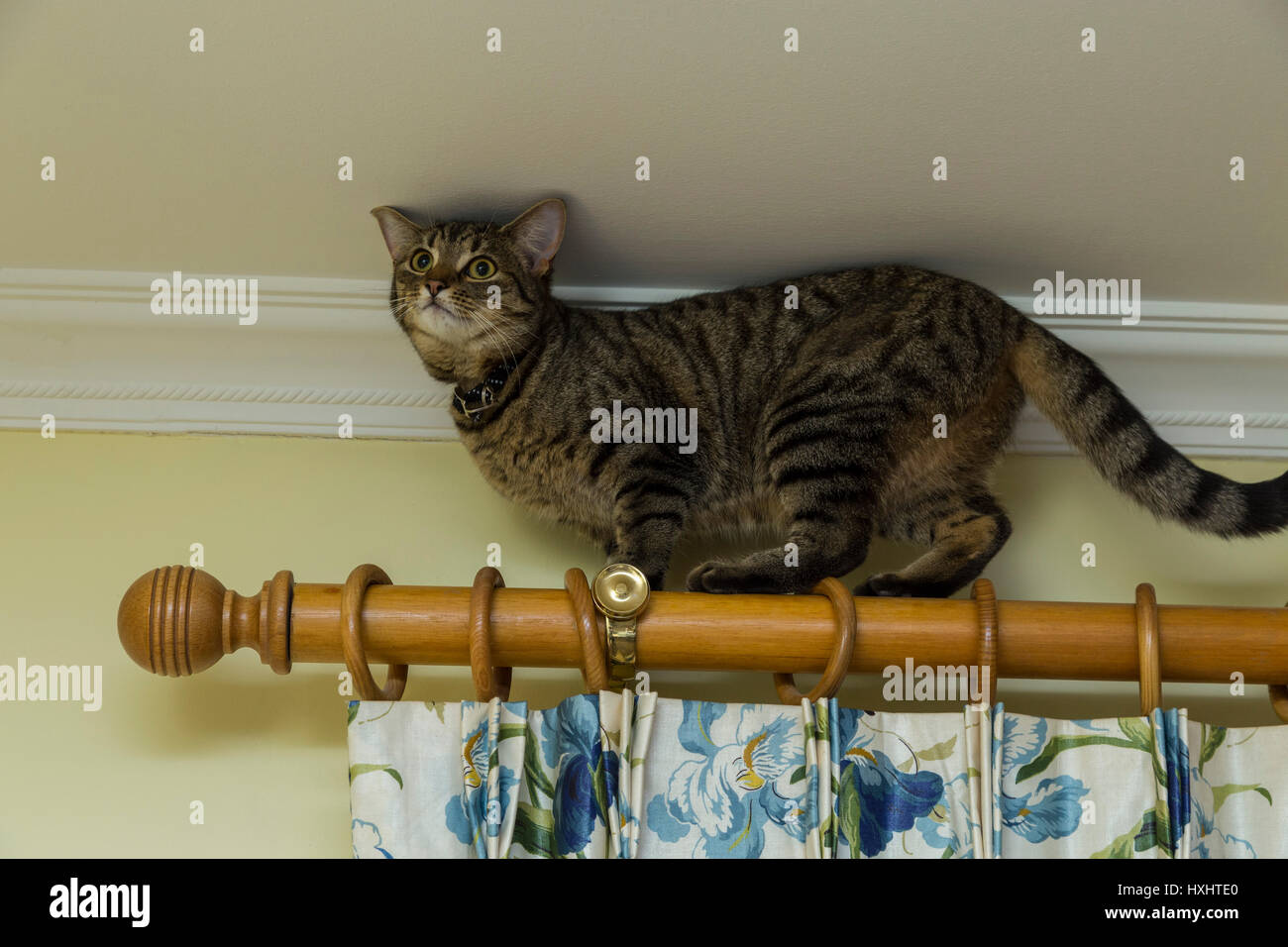 Cat climbing curtains hires stock photography and images Alamy