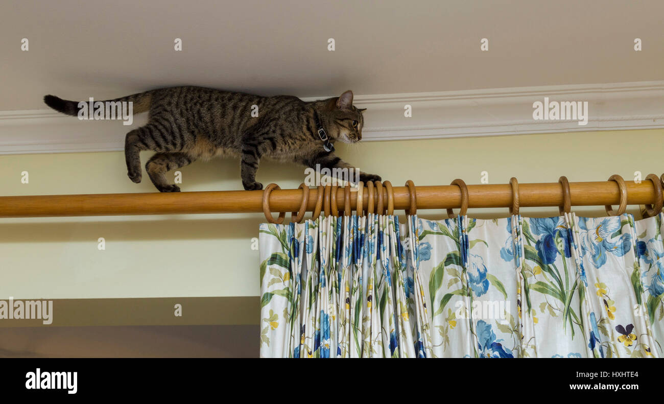 Young tabby cat bengal cat balancing on a curtain pole, head almost touching the ceiling Stock Photo - Alamy Young tabby cat bengal cat balancing on a curtain pole, head almost touching the ceiling Stock Photo - Alamy