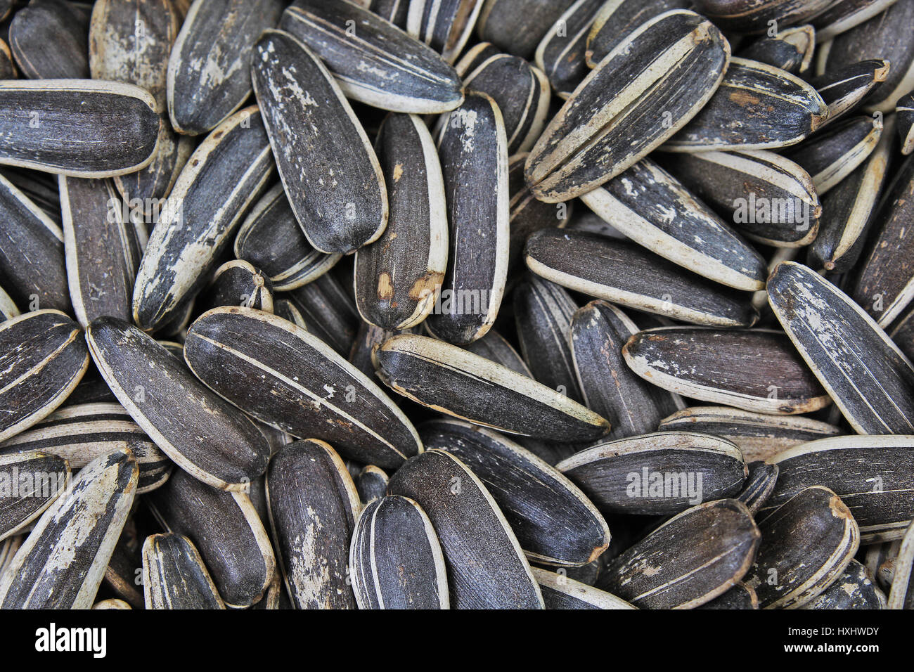 Sunflower seeds. Sunflower seed texture as background. Black and white ...