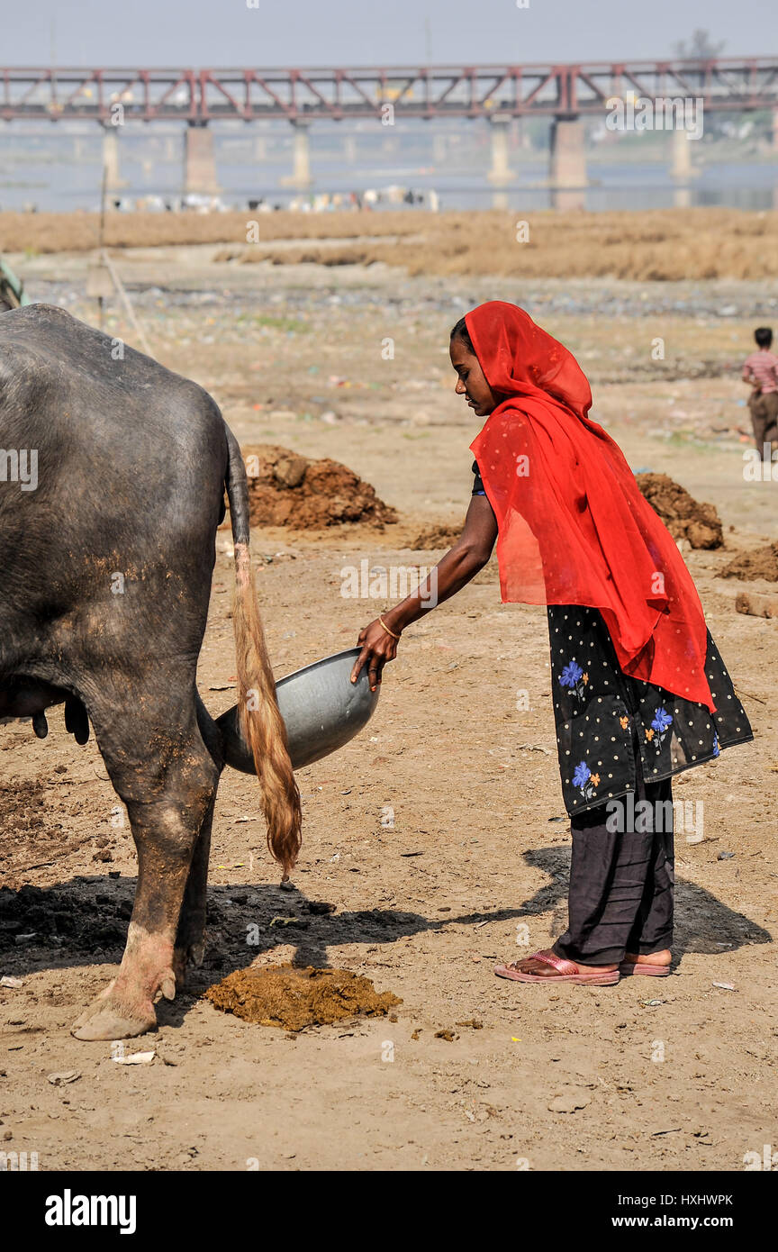 Water buffalo dung hi-res stock photography and images - Alamy