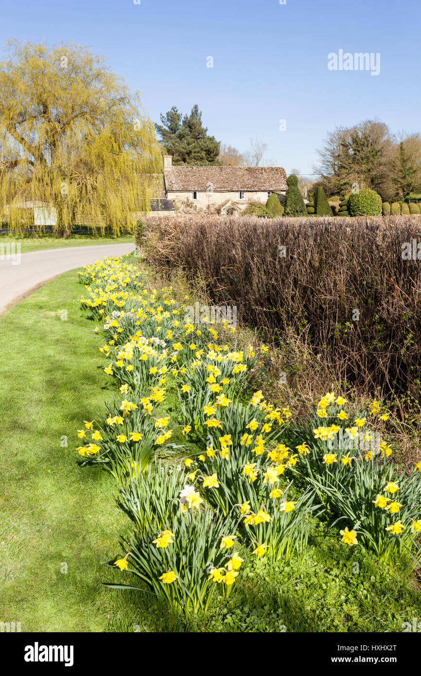 Springtime in the Cotswolds - Daffodils at Eastleach Turville, Gloucestershire UK Stock Photo