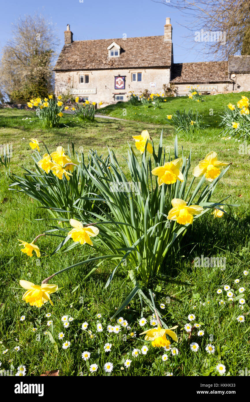 Springtime in the Cotswolds - Daffodils in front of The Victoria public house in Eastleach Turville, Gloucestershire UK Stock Photo