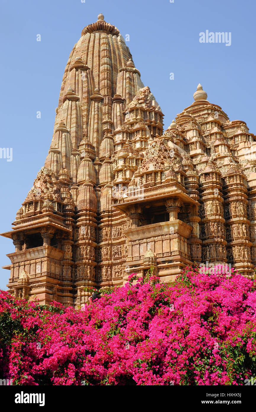 Bougainvillea at Khajuraho Temple Complex Stock Photo - Alamy