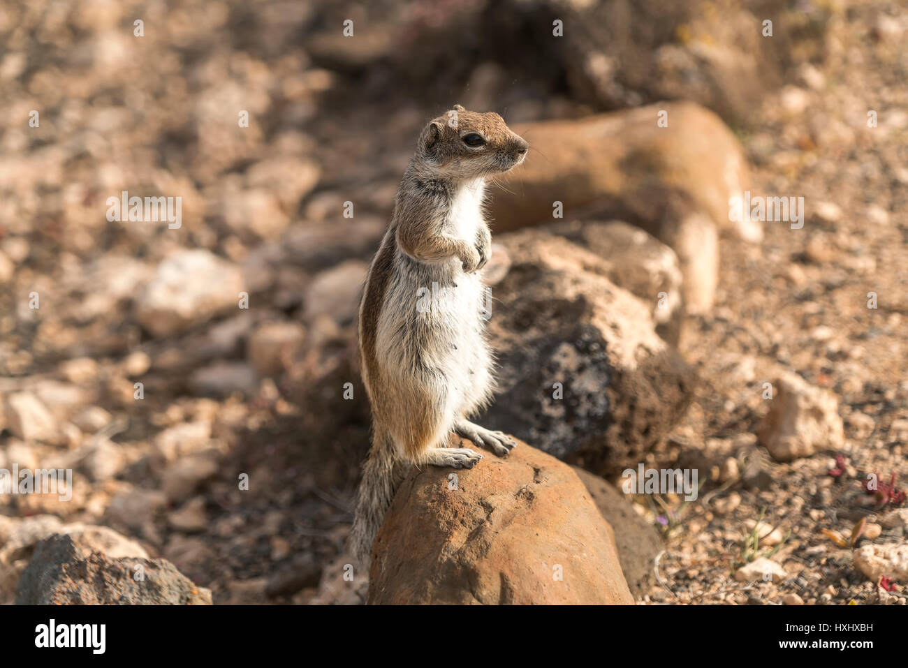 Atlashörnchen Atlantoxerus getulus  im Naturpark Jandia, Risco del Paso, Insel Fuerteventura, Kanarische Inseln, Spanien |  Barbary ground squirrel At Stock Photo