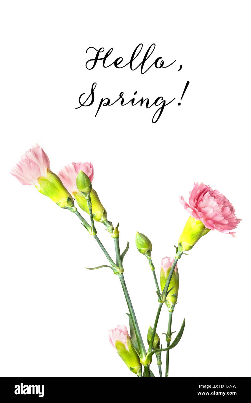Tender pink carnation flowers and buds on a white background with copy ...