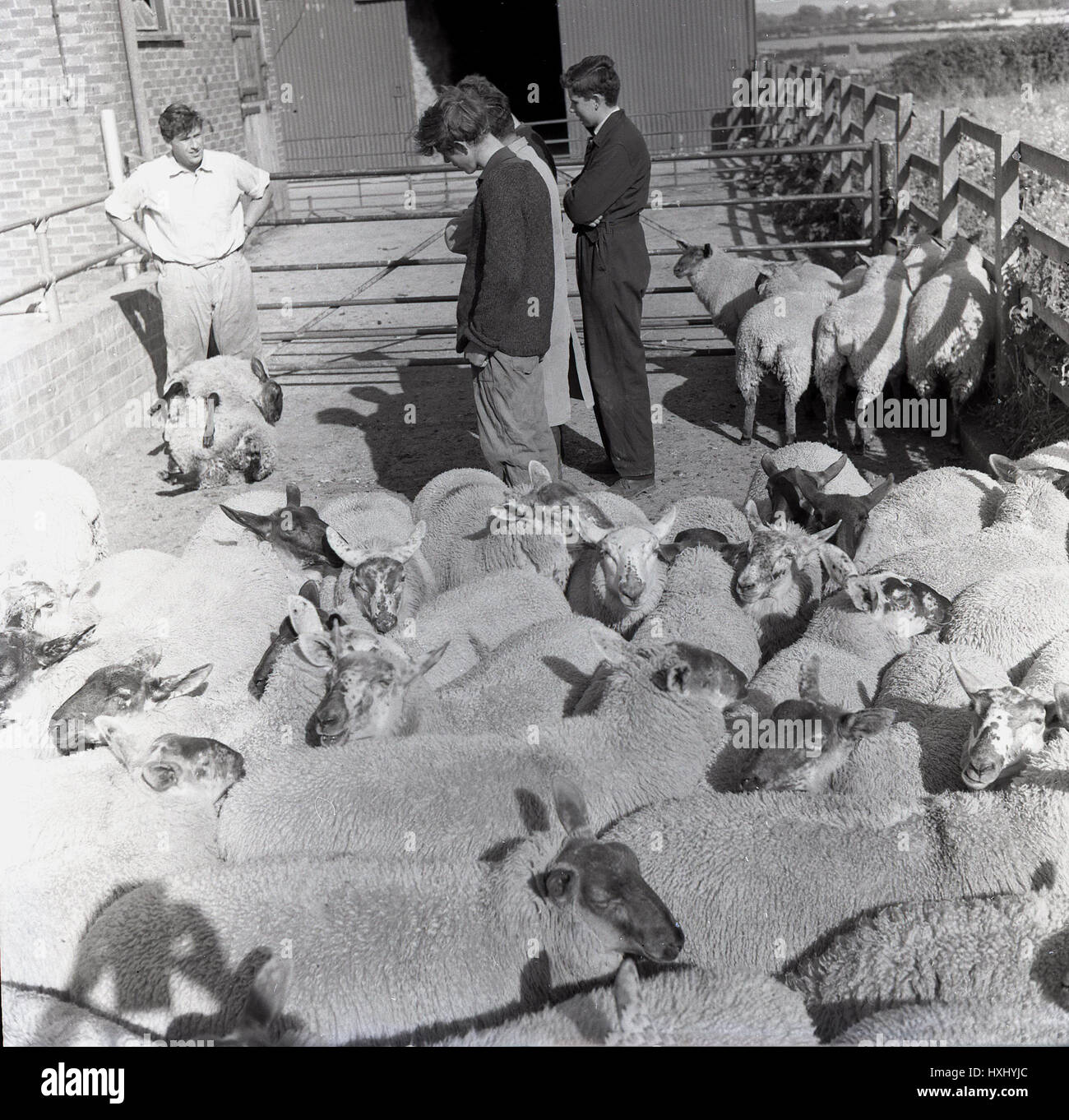 1960s, historical, young male agricultural students with teacher and a flock of sheep in a pen on a farm yard, England. Stock Photo