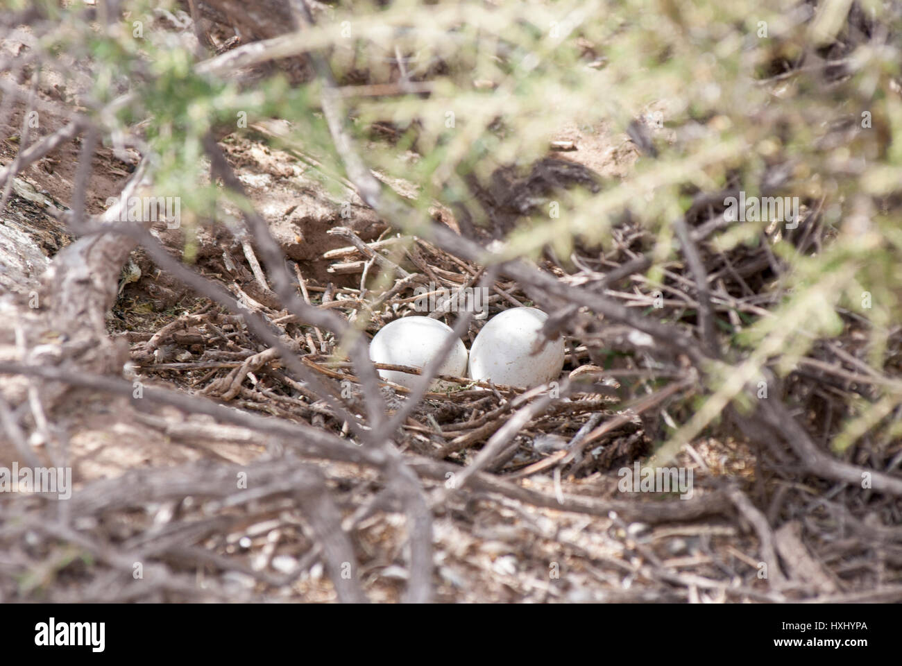 Two Penguin eggs in a nest - Puerto Madryn - Argentina - Patagonia Stock Photo