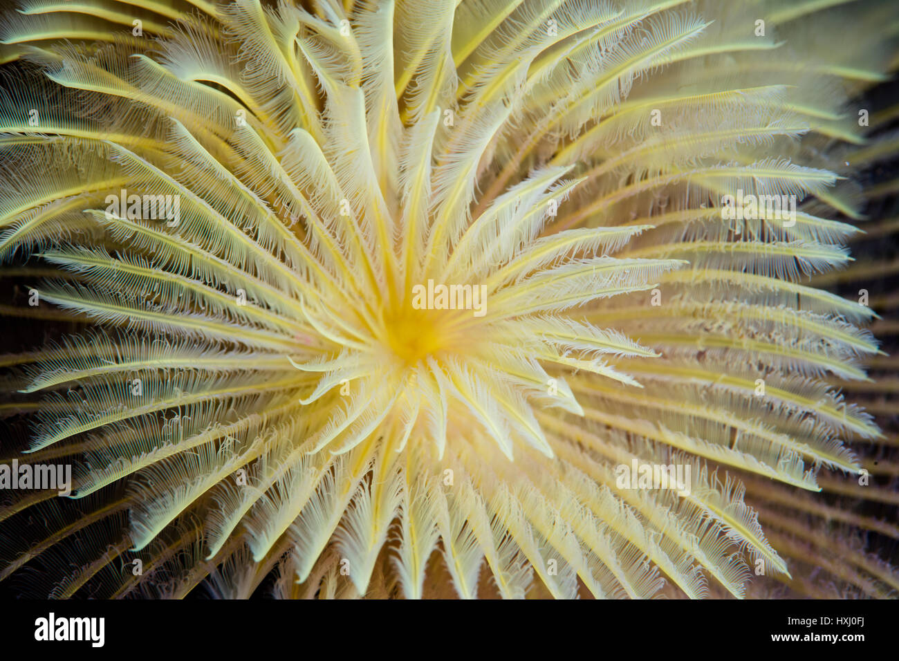 Detail of a feather duster worm growing on a coral reef in Raja Ampat