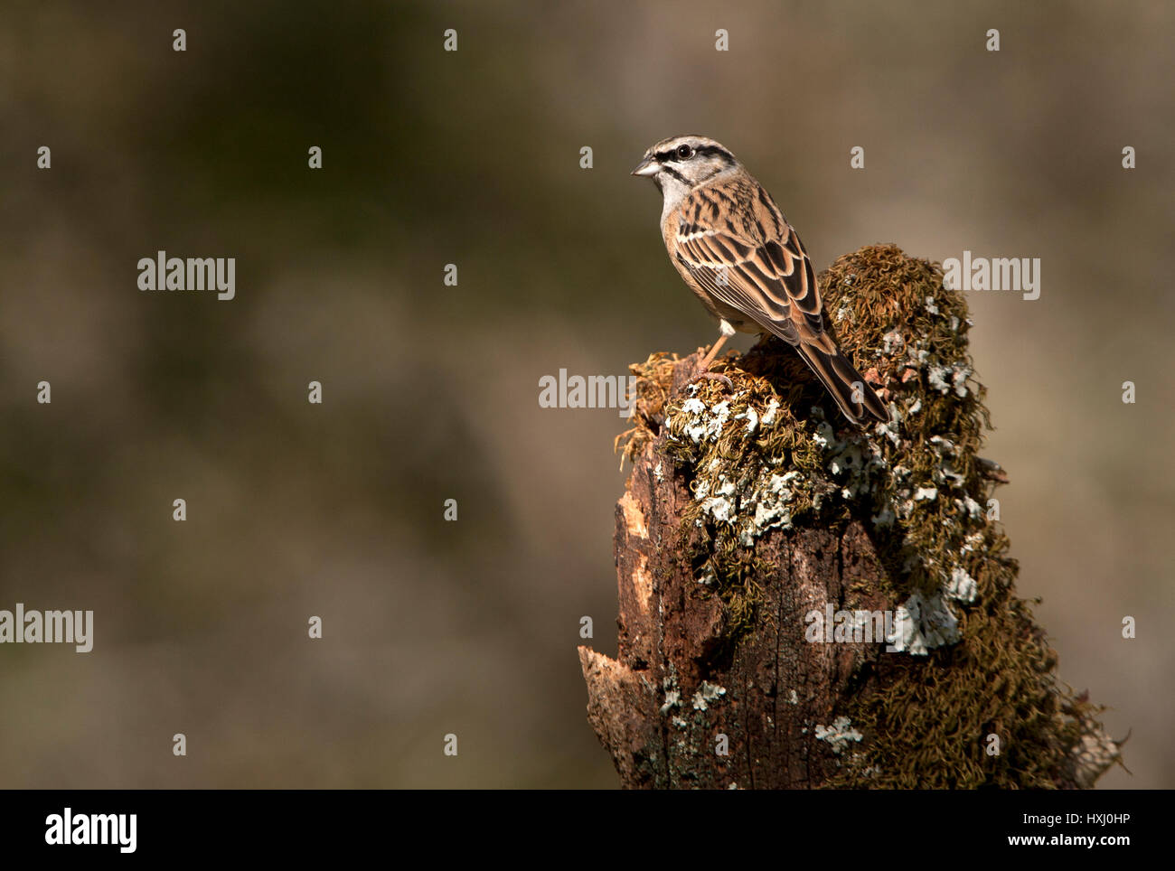 Cia hires stock photography and images Alamy