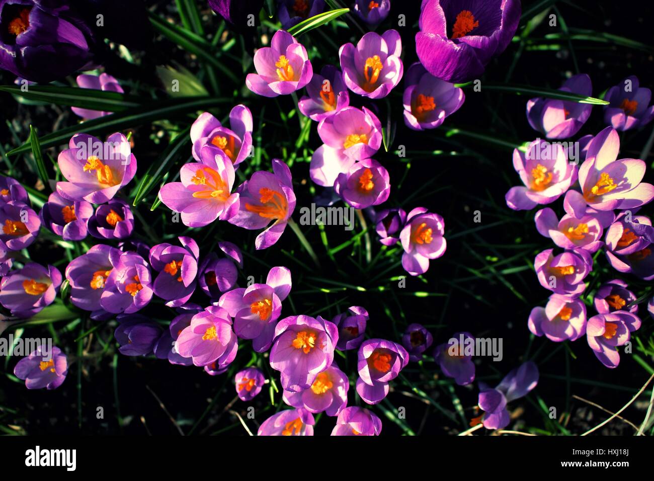 Purple Daydream Flower Stock Photo Alamy
