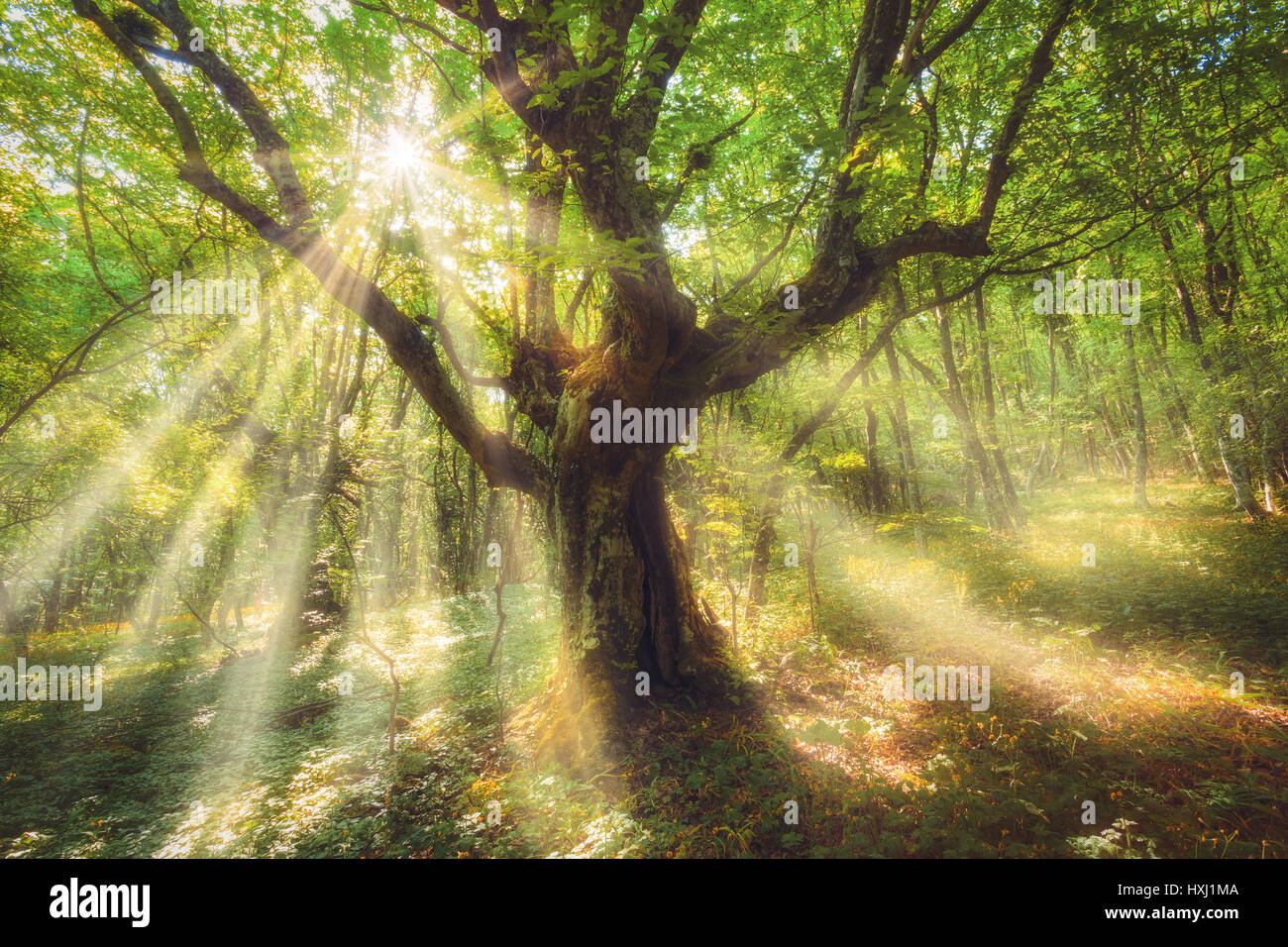 Fairy old tree tree with colorful sun rays in spring morning. Fantastic landscape with dreamy forest and green leaves at colorful sunrise. Magic woods Stock Photo