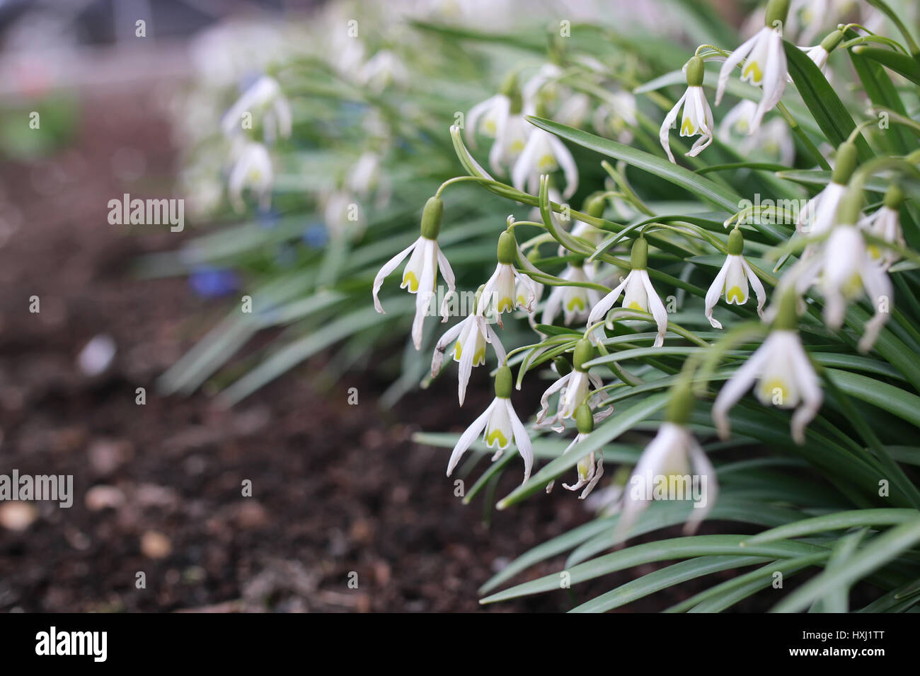 Spring Flower Color White spring flower white Stock Photo - Alamy