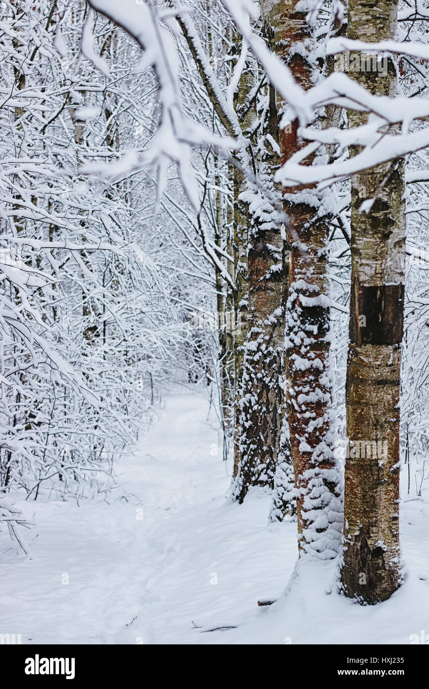 winter forest covered snow Stock Photo - Alamy