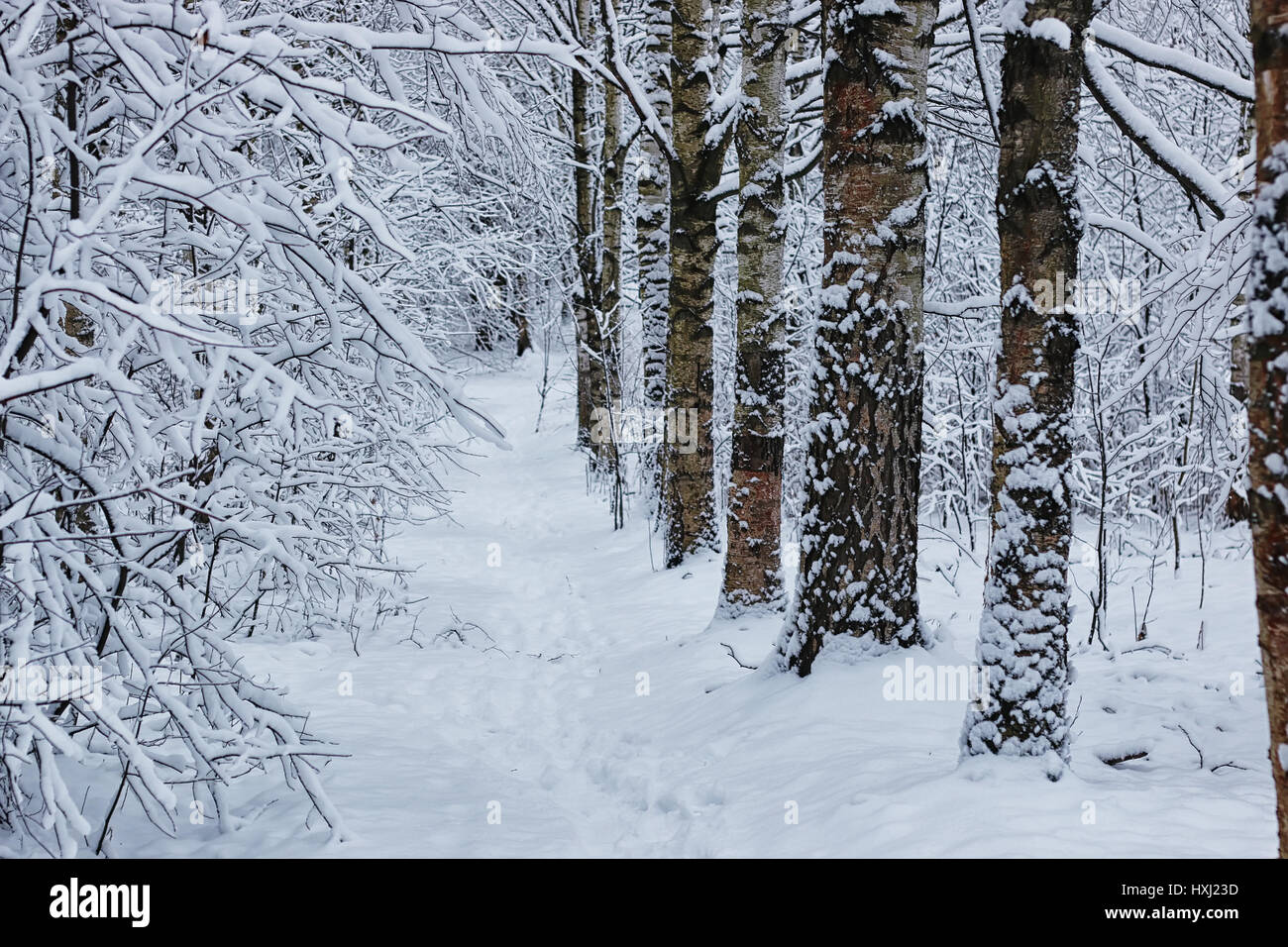 winter forest covered snow Stock Photo - Alamy