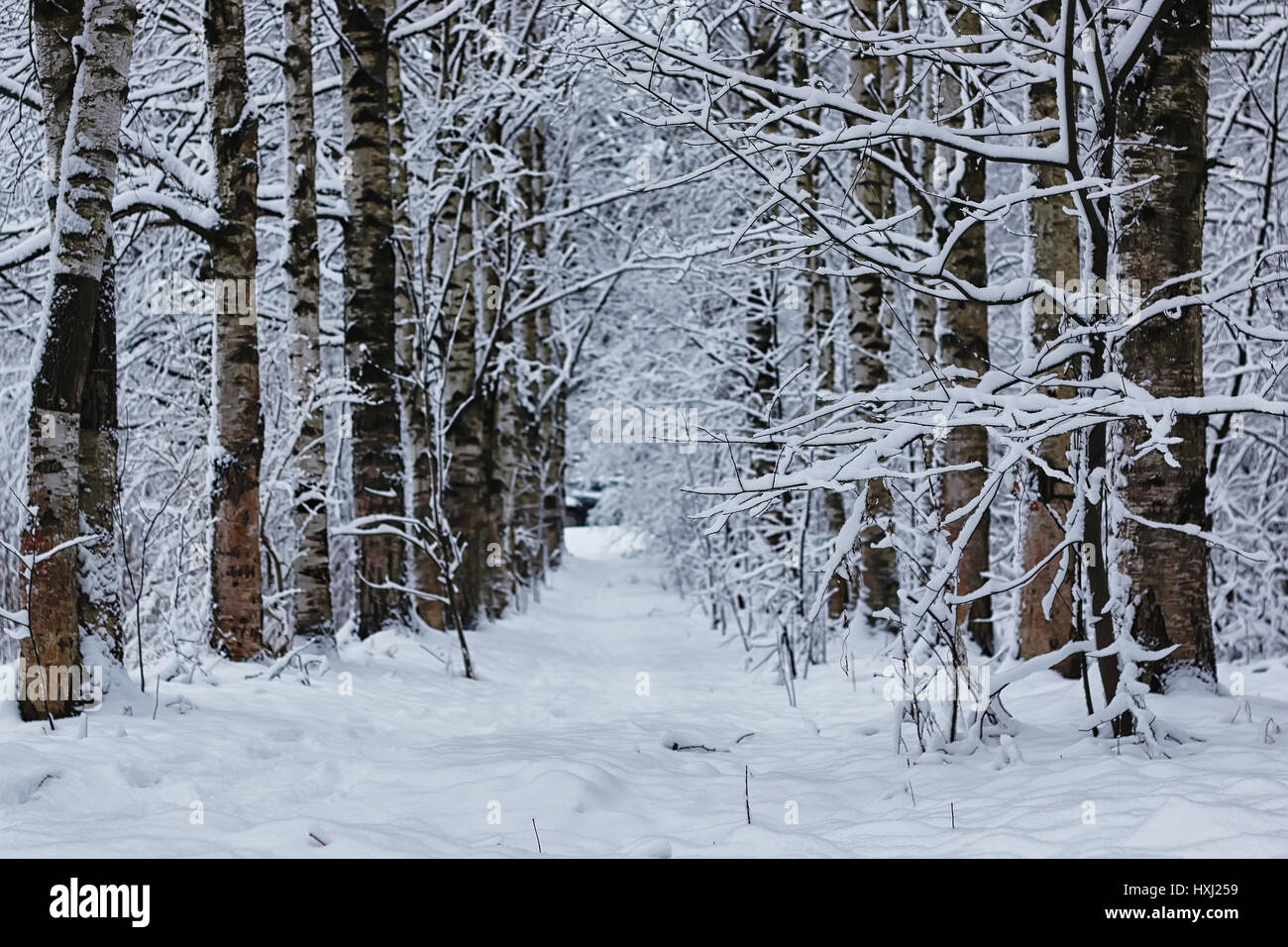 winter forest covered snow Stock Photo - Alamy
