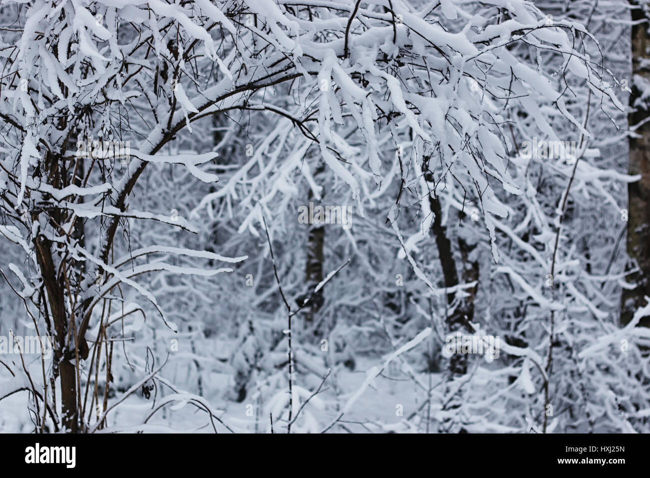 winter forest covered snow Stock Photo - Alamy