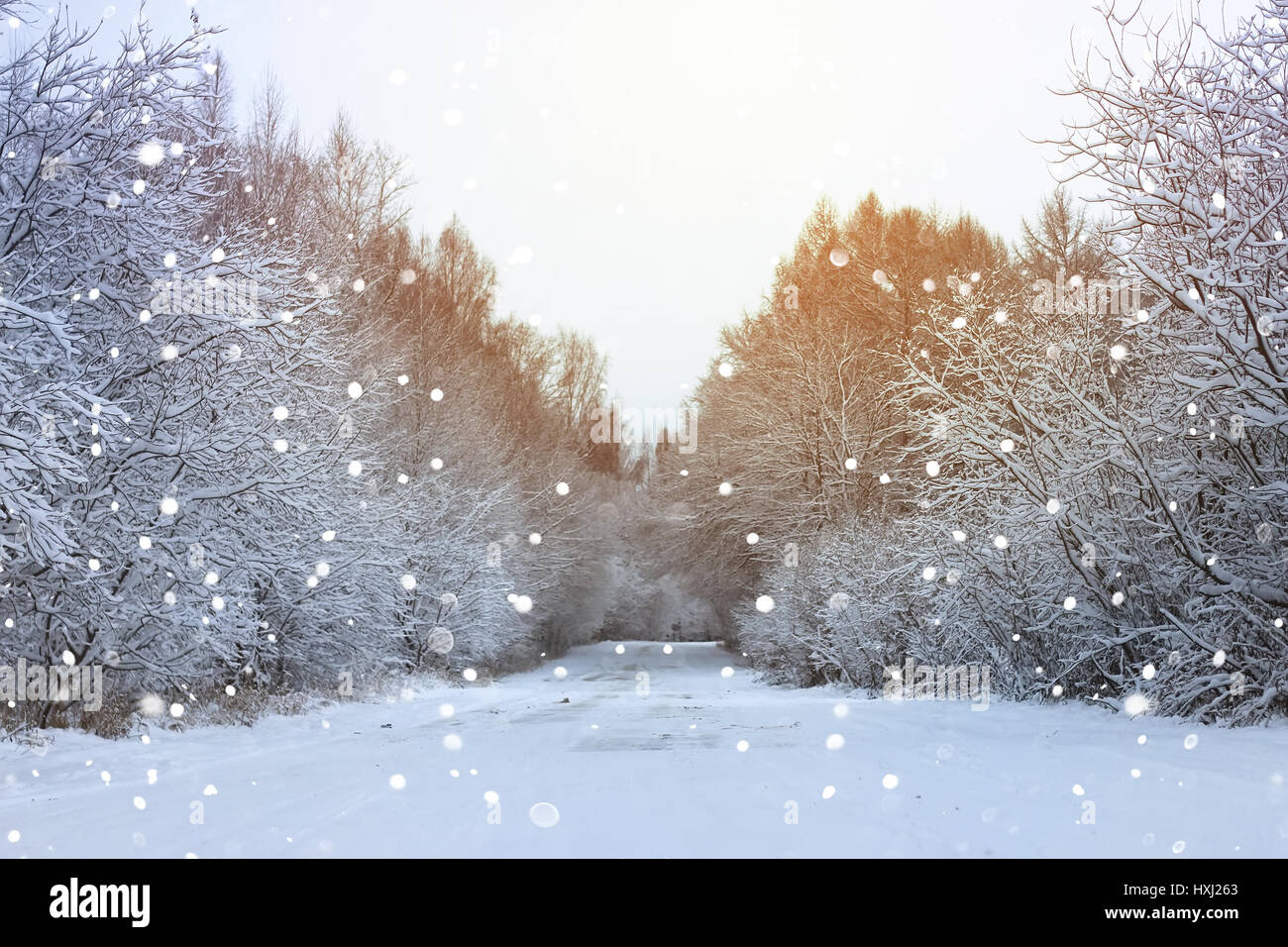 winter road in the forest Stock Photo - Alamy