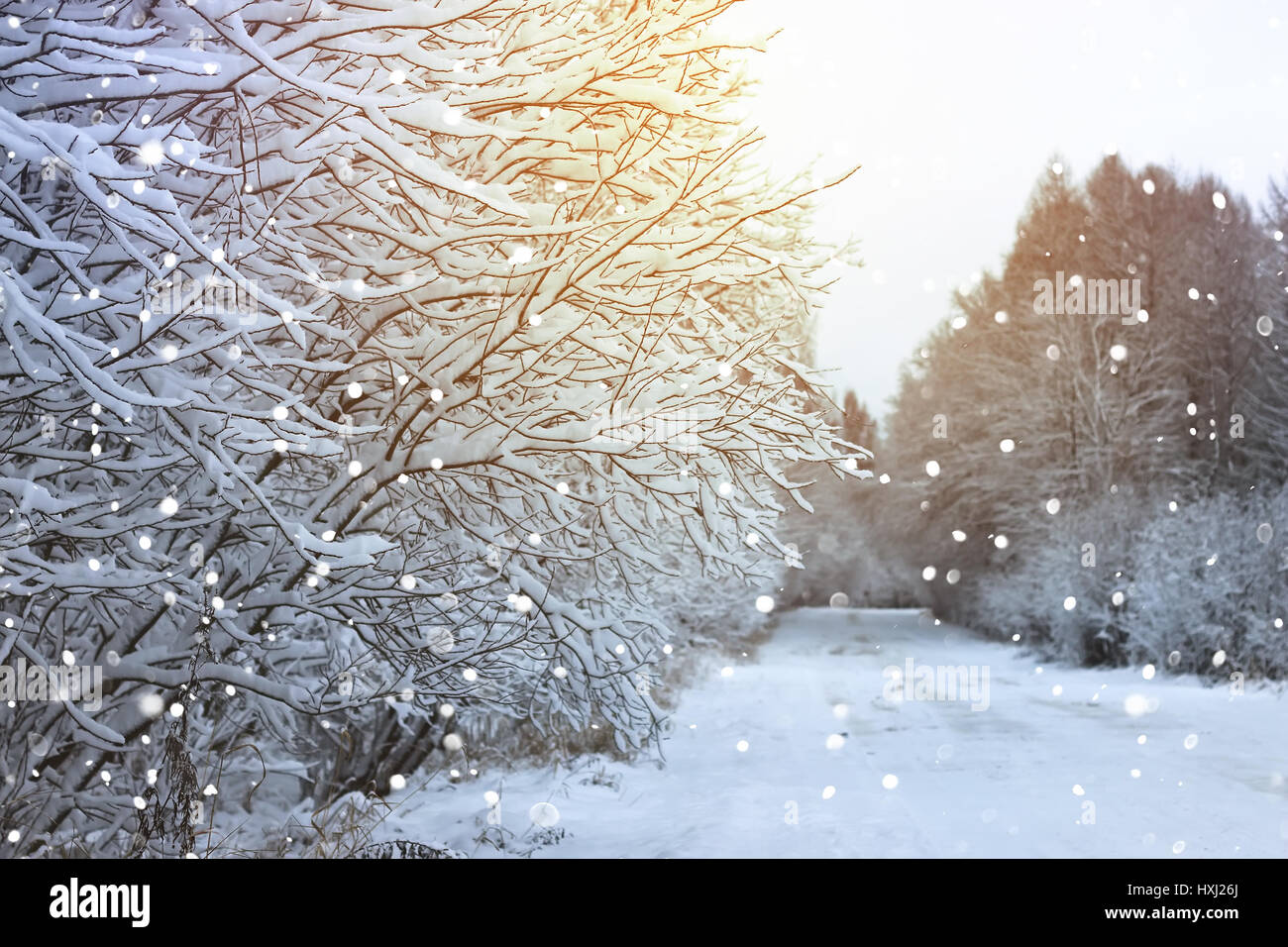 winter road in the forest Stock Photo - Alamy