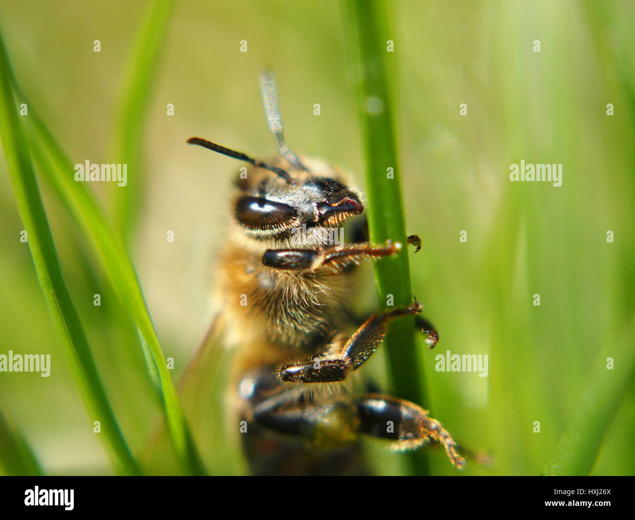 Extreme close up bee sitting hi-res stock photography and images - Alamy