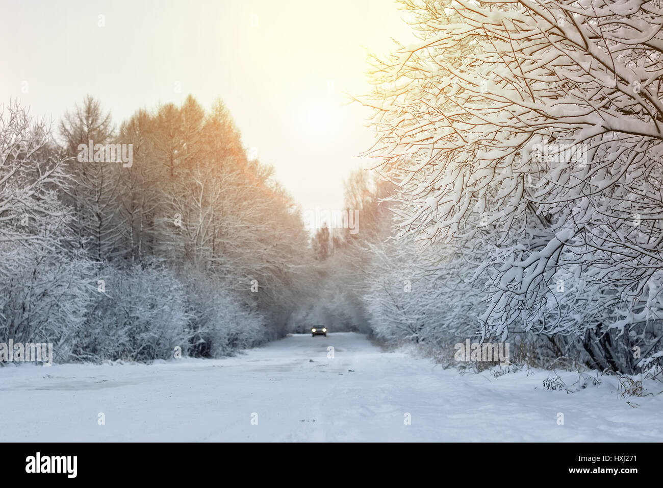 winter road in the woods Stock Photo