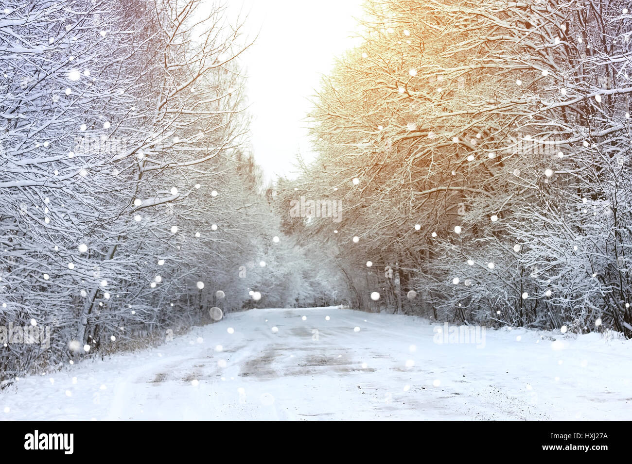 winter road in the forest Stock Photo - Alamy